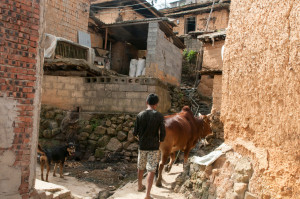 Cow and Houses 120617